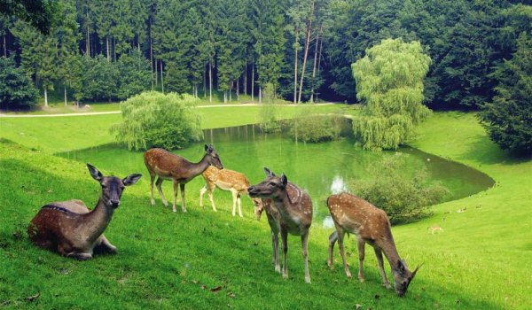 Парк Wild Park Schwarze Berge