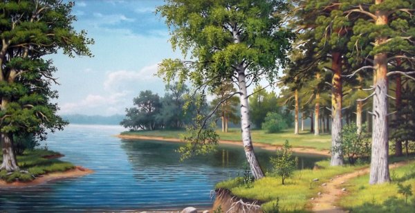 Березы и сосны на берегу реки