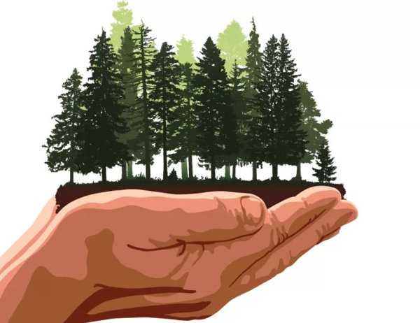 Руки держат лес