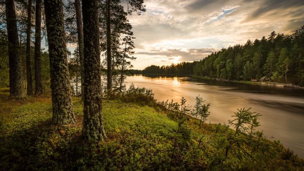 Сосновый лес река Липовка