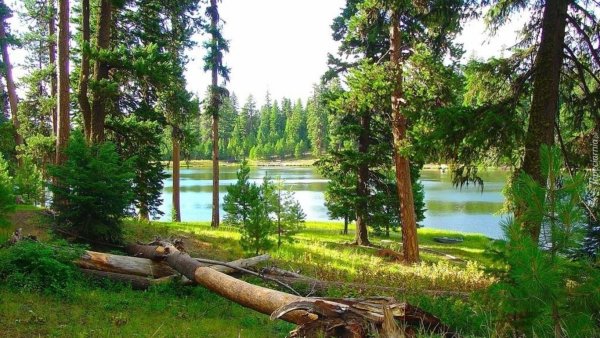 Фотография речки Полянки и леса вместе