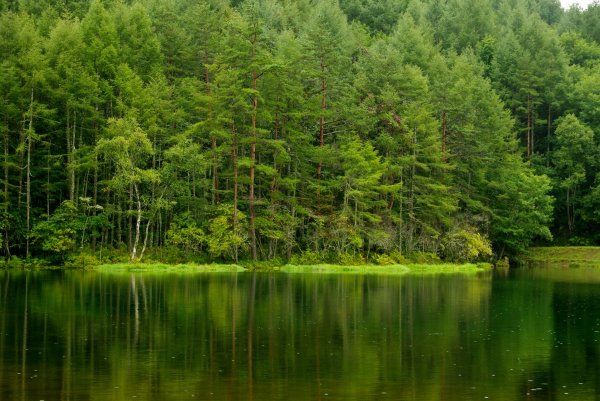 Лесной водоем