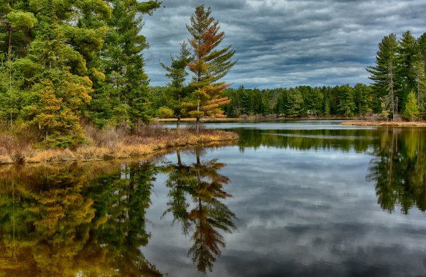 Сосновый лес река