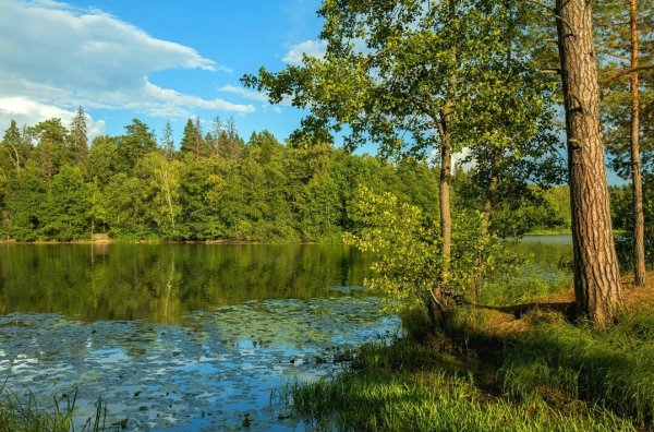 Бор Сосновый Лесное озеро