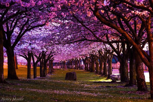 Аллея Сакуры в Японии