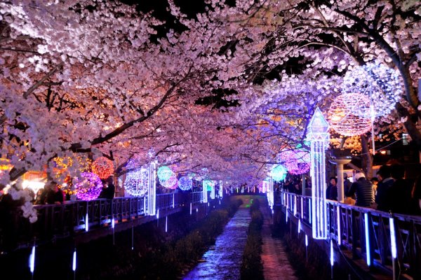 Сеул Южная Корея Cherry Blossom