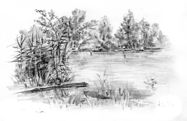 Лесное озеро карандашом