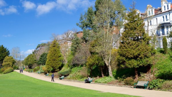 Парк котокустов Ричарда Сондерса.Англия