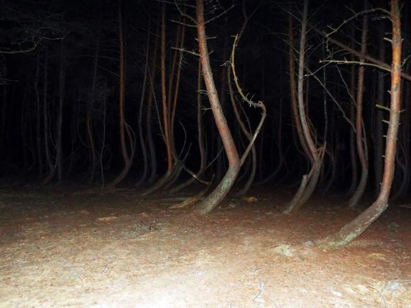 Ведьмин лес Рязанская область