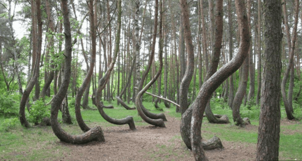 Проклятый лес с кривыми деревьями