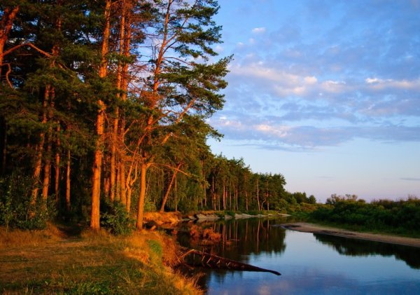 Сосновый лес река Липовка
