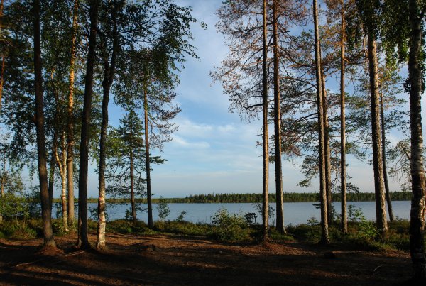 Сосны озеро Карелия