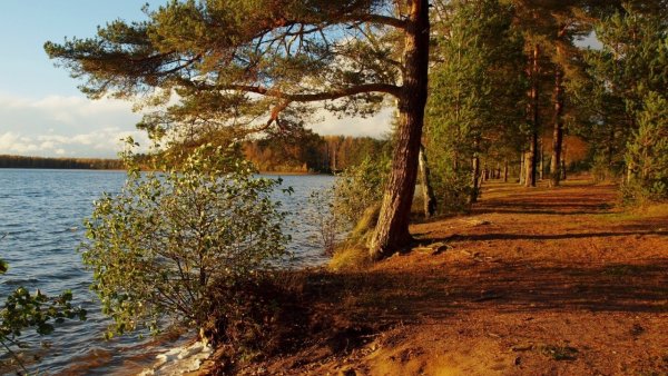 Сосновый Бор на Волге