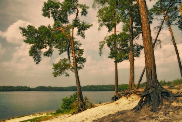 Хвойный Бор на Волге
