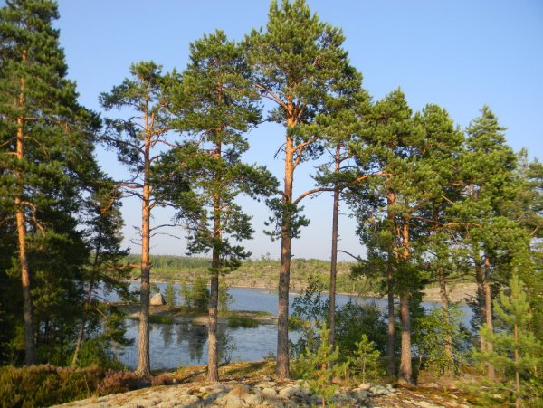 Сосновый Бор Карелия