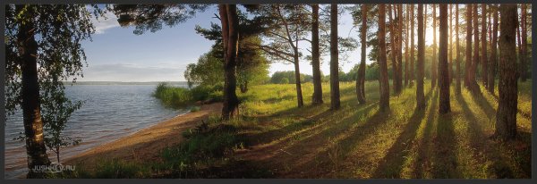 Берег Волги Сосновый лес Охотино