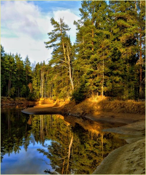 Сосновый лес река Липовка