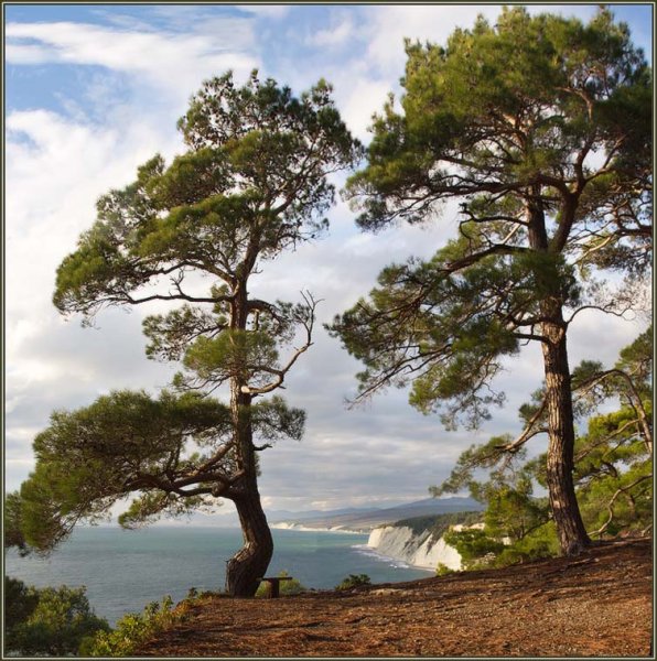 Пицундская сосна в красной Поляне
