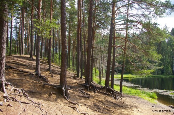 Сосновый Бор Карельский перешеек