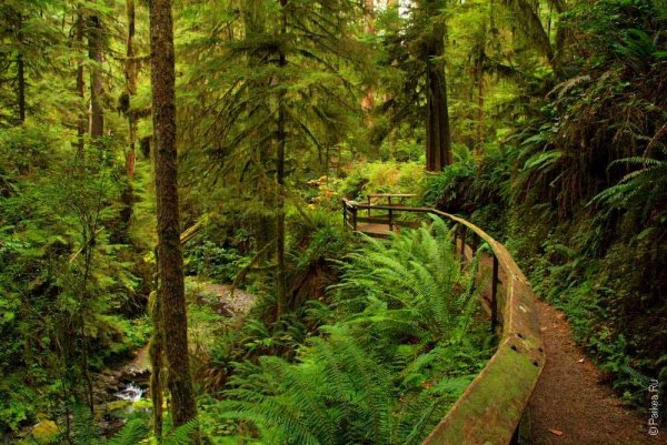 Национальный парк Олимпик штат Вашингтон США