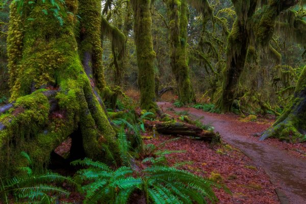 Национальный парк Олимпик Вашингтон