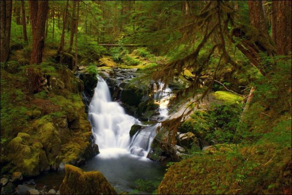 Штат Вашингтон парк Олимпик США