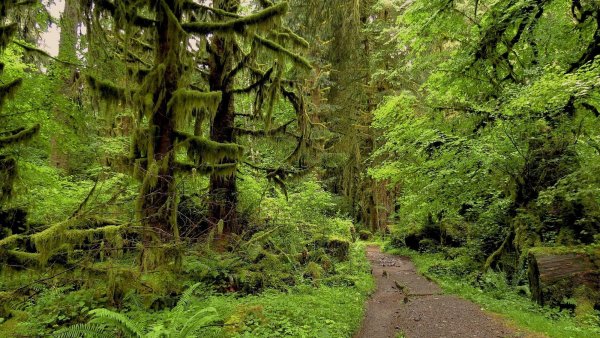 Национальный парк Олимпик дождевой лес