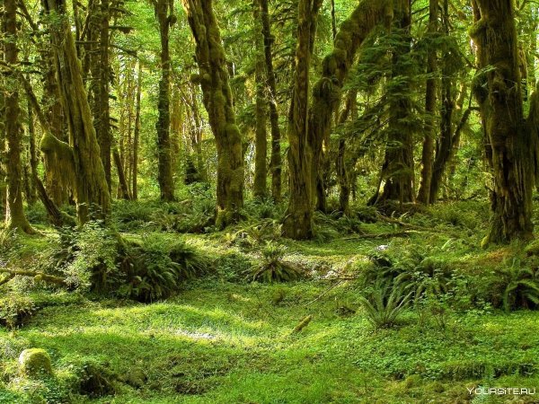 Национальный парк Олимпик штат Вашингтон США