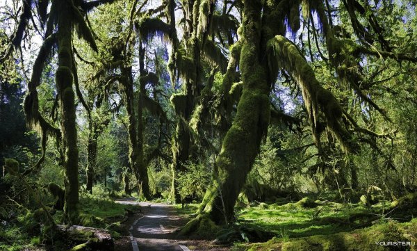 Национальный парк Олимпик штат Вашингтон США