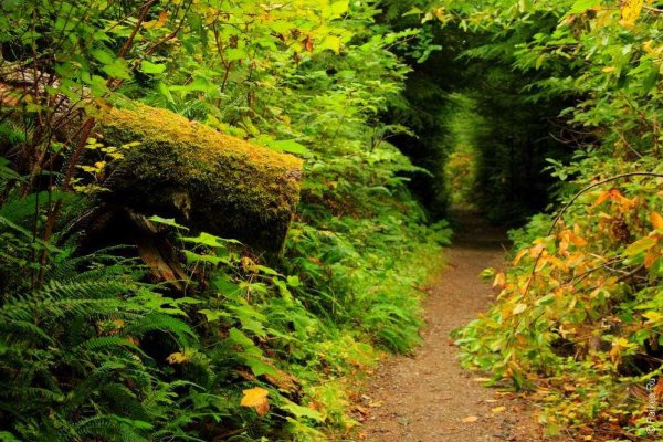 Актинии парка Олимпик штат Вашингтон