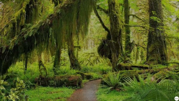 Дождевой лес Хох США