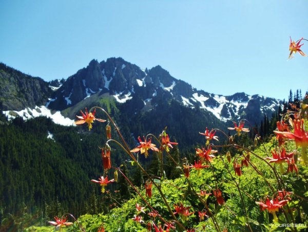 Национальный парк Олимпик