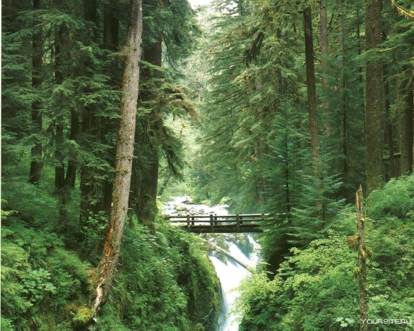 Национальный парк Олимпик Форкс