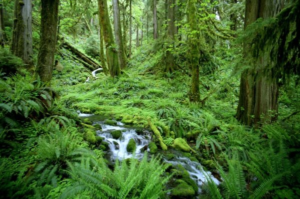 Лес Хох в Сиэтле