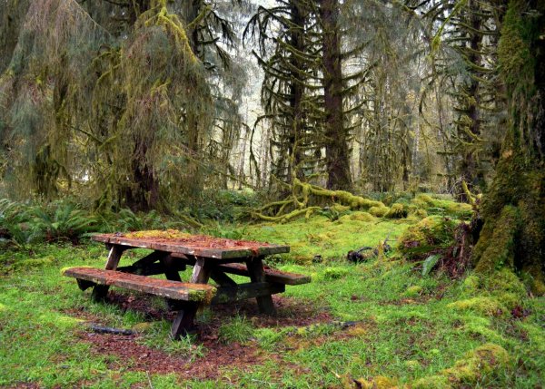 Сиэтл дождевой лес