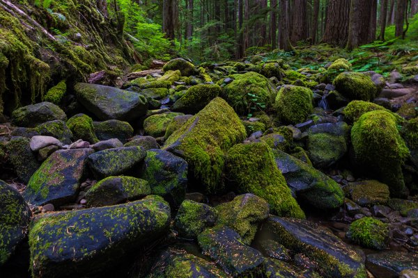 Парк Олимпик США Флора