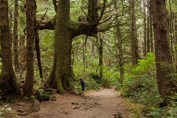 Сиэтл дождевой лес Хох