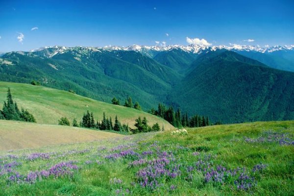 Альпийские районы Олимпик