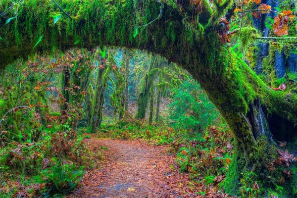 Парк штат Вашингтон деревья мох