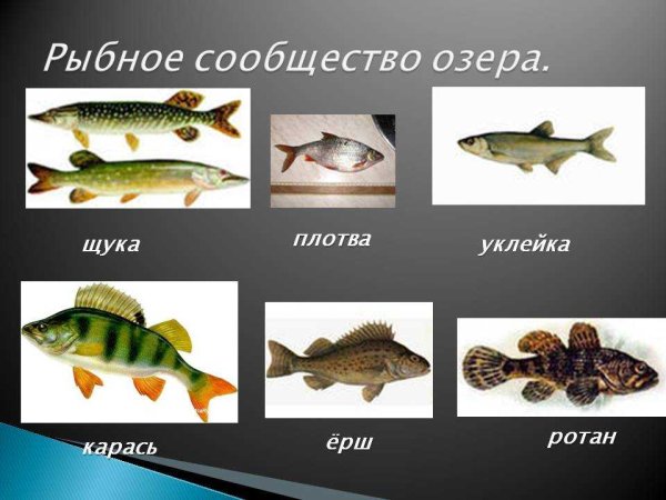 Рыбы которые водятся в озере