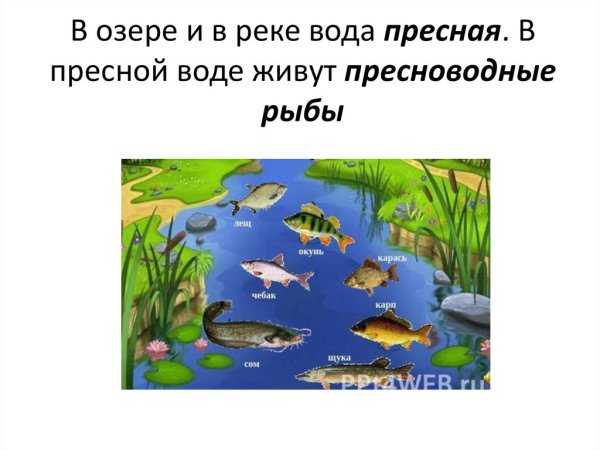Обитатели рек и озер для детей