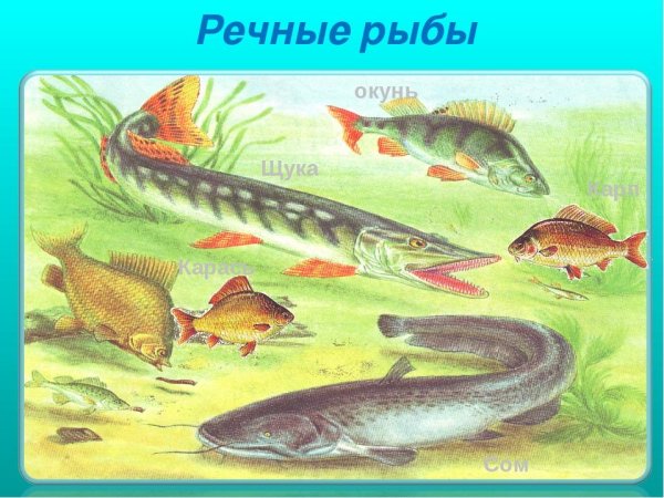Обитатели рек и озер
