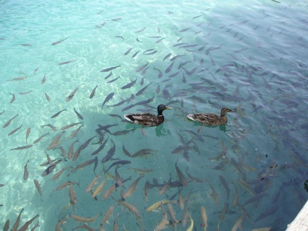 Прозрачное озеро с рыбами