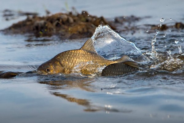 Ильменский заповедник карась
