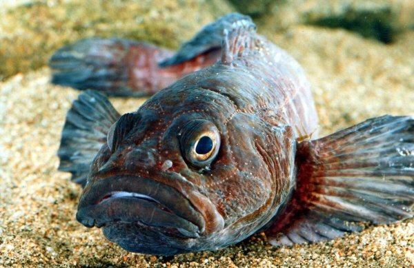 Морской бычок Дальневосточный