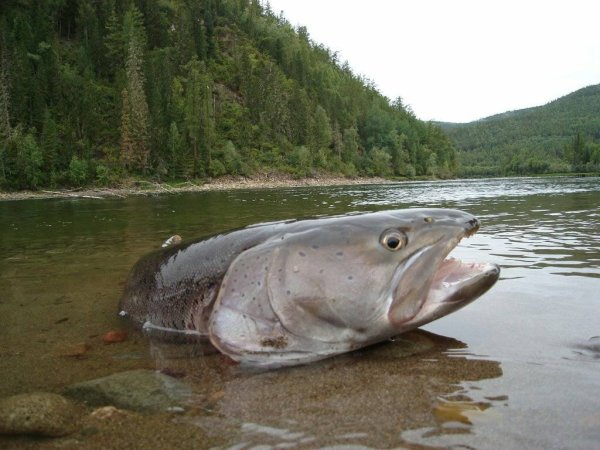 Таймень Енисейский