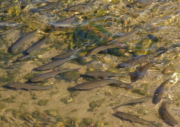 Ихтиофауна дельты Волги