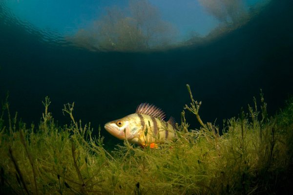 Озеро Sameranger в Тироле Австрия