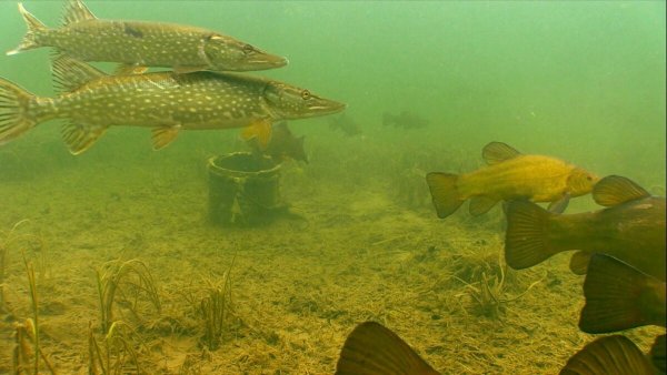 Щука Озерная