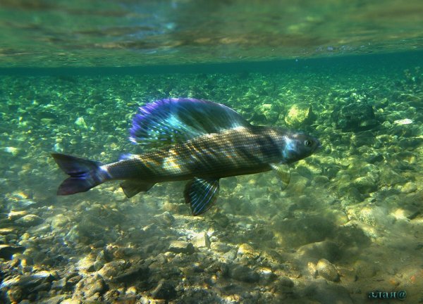 Хариус Байкальский озеро Байкал